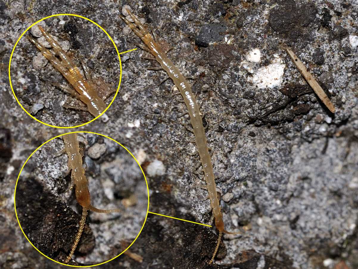 Cryptops sp ?